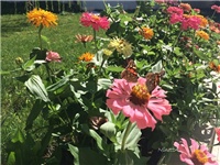 2fd71f75-20160809 zinie i leptirići.jpg